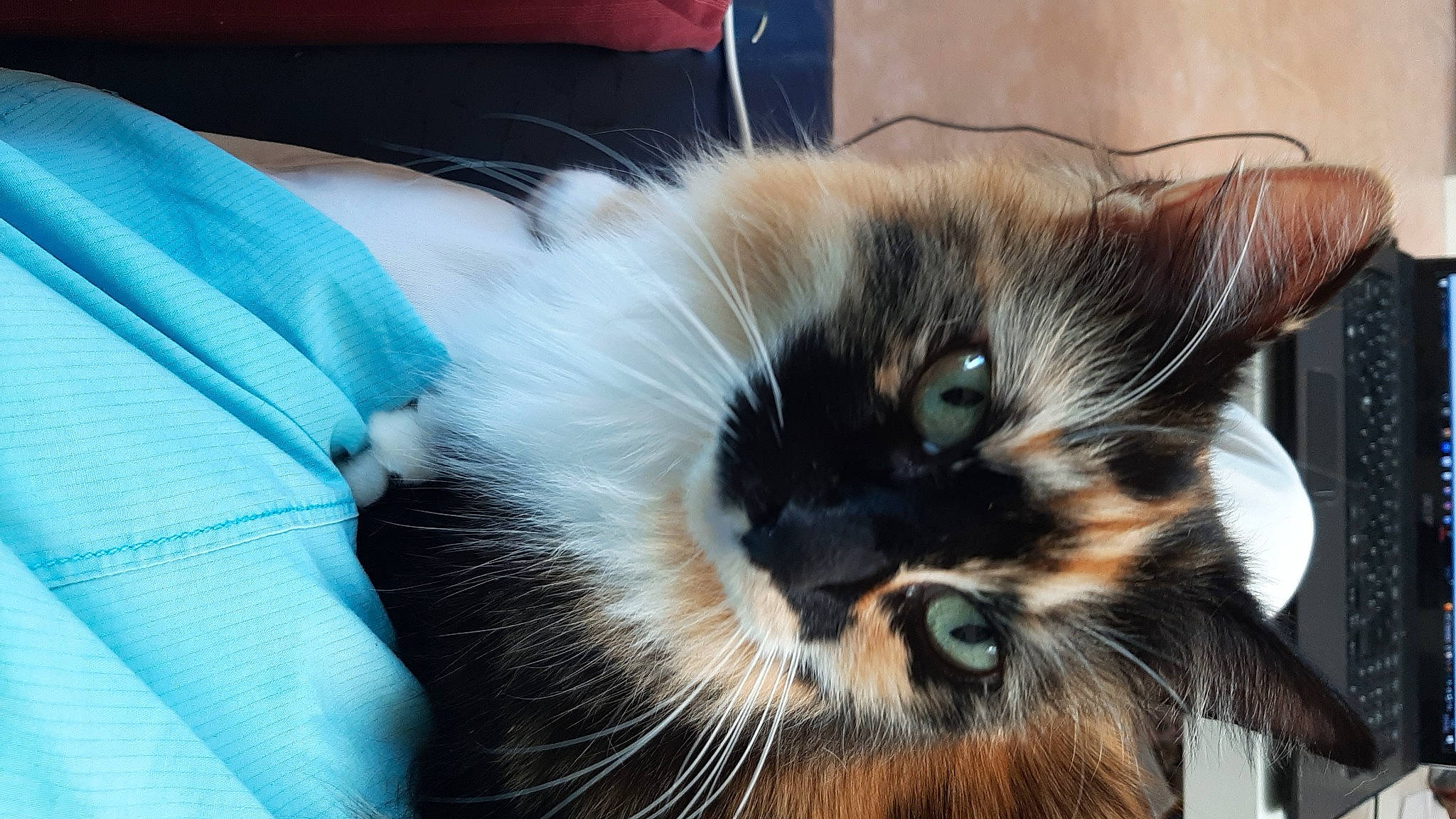 Nova participe au concours pour gagner de l'argent avec cette photo : carnivore, cat, chair, claw, comfort, domestic_short_haired_cat, ear, eye, fawn, felidae, fur, head, paw, small_to_medium_sized_cats, snout, tail, whiskers