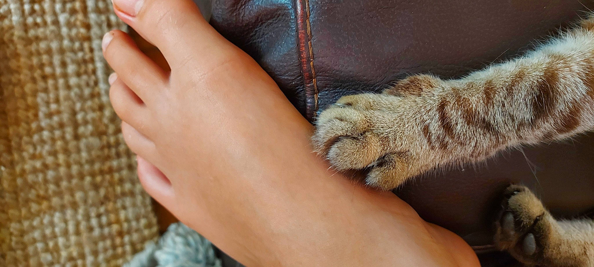 Marius participe au concours pour gagner de l'argent avec cette photo : claw, comfort, denim, fashion_accessory, finger, foot, fur, gesture, human_leg, leather, nail, pattern, sleeve, terrestrial_animal, thigh, thumb, whiskers, wrist