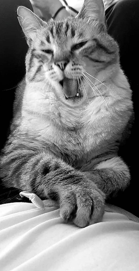 Marius participe au concours pour gagner de l'argent avec cette photo : black, black_and_white, carnivore, cat, claw, domestic_short_haired_cat, felidae, fur, gesture, grey, monochrome, monochrome_photography, paw, photo_caption, small_to_medium_sized_cats, snout, style, tail, whiskers, white