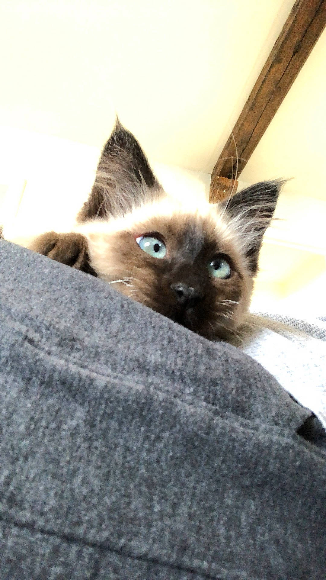 Rio participe au concours pour gagner de l'argent avec cette photo : balinese, birman, carnivore, cat, eye, fawn, felidae, fur, siamese, small_to_medium_sized_cats, snout, whiskers