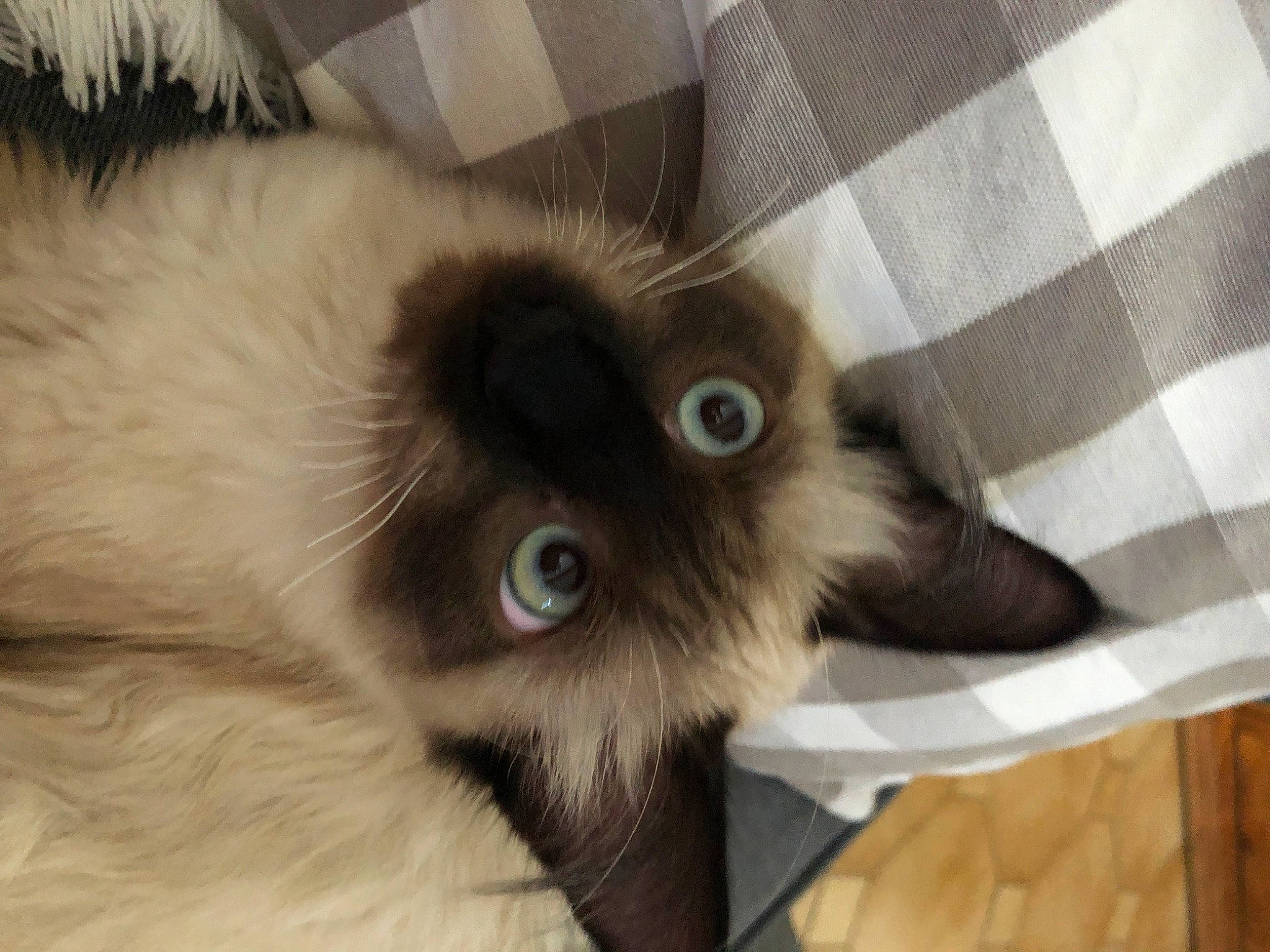 Rio a rejoint le concours — aidez-le/la à gagner de superbes lots ! balinese, birman, carnivore, cat, claw, comfort, eye, fawn, felidae, fur, pattern, paw, plaid, ragdoll, siamese, small_to_medium_sized_cats, snout, tartan, thai, whiskers