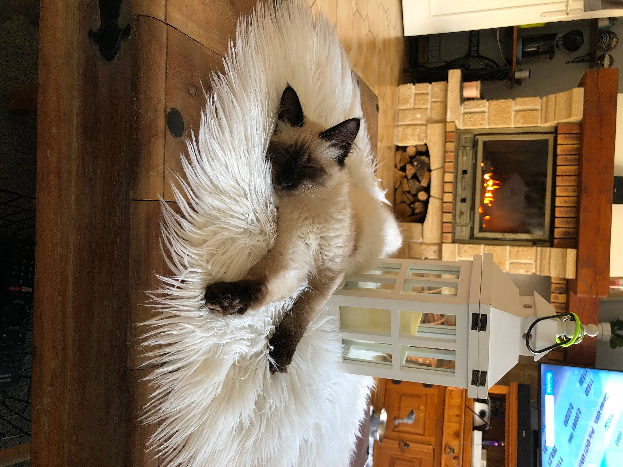 Rio a rejoint le concours — aidez-le/la à gagner de superbes lots ! cabinetry, carnivore, cat, companion_dog, dog_breed, eye, fawn, felidae, fur, hardwood, home_appliance, house, room, shelving, small_to_medium_sized_cats, snout, tail, television_set, whiskers, wood