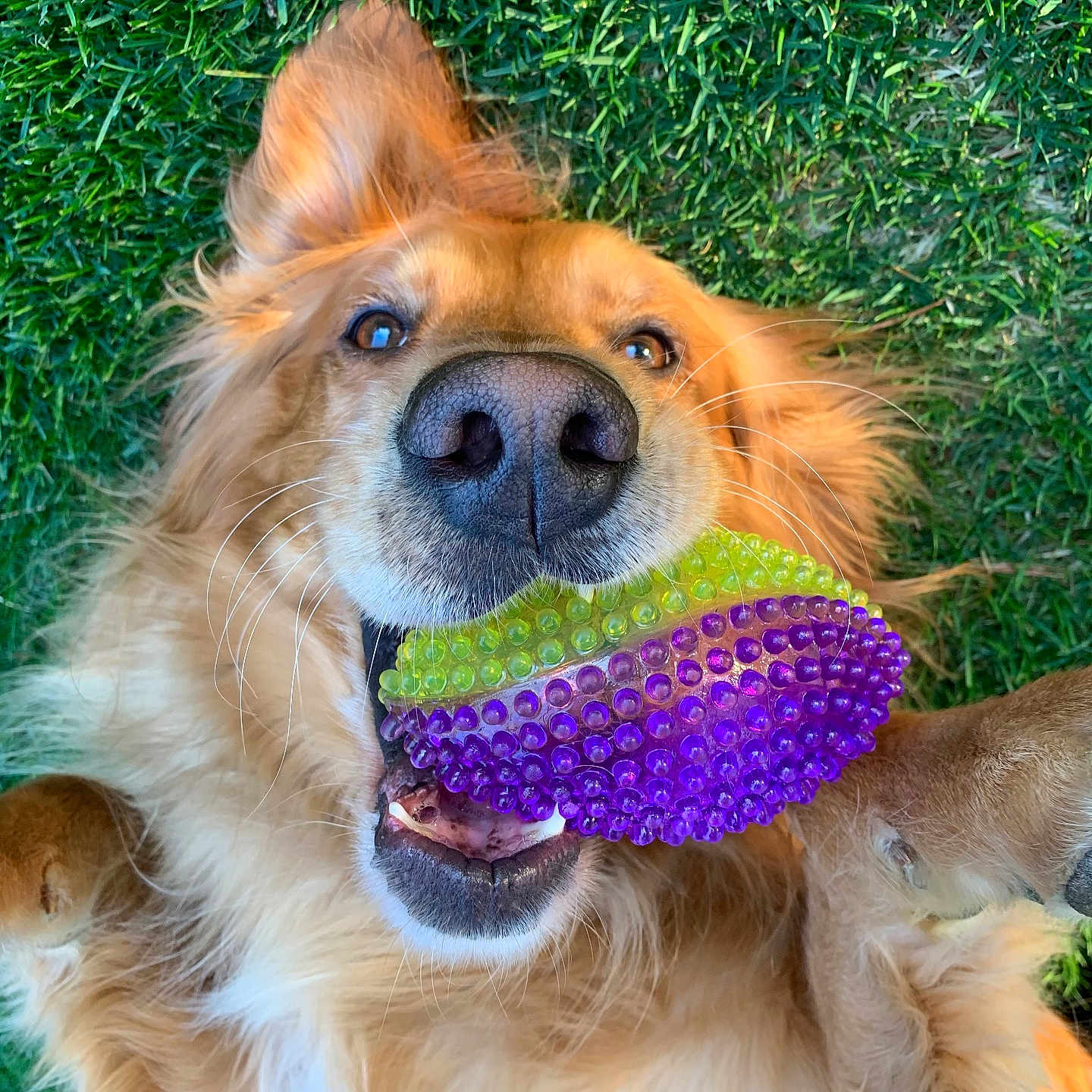 Buster is registered to the contest to win money with this photo: accessories, animal, ball, canine, cockerspaniel, collie, dog, flower, goldenretriever, grass, jewelry, lawn, necklace, pet, plant, puppy, purple, sport, tennis, tennisball
