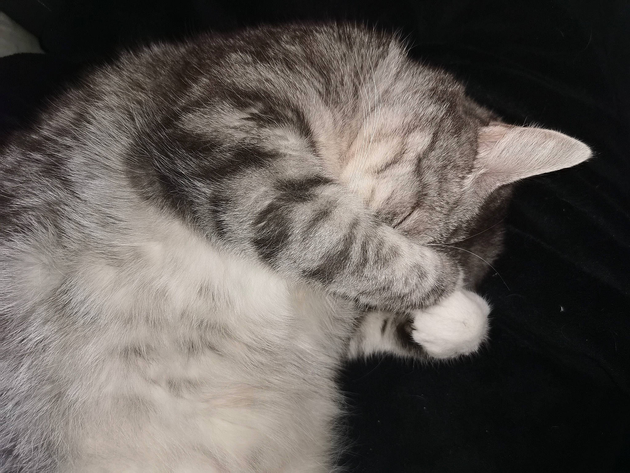 Leïa participe au concours pour gagner de l'argent avec cette photo : carnivore, cat, claw, cloud, comfort, darkness, domestic_short_haired_cat, ear, felidae, fur, monochrome, monochrome_photography, nap, paw, sky, sleep, small_to_medium_sized_cats, snout, tail, whiskers