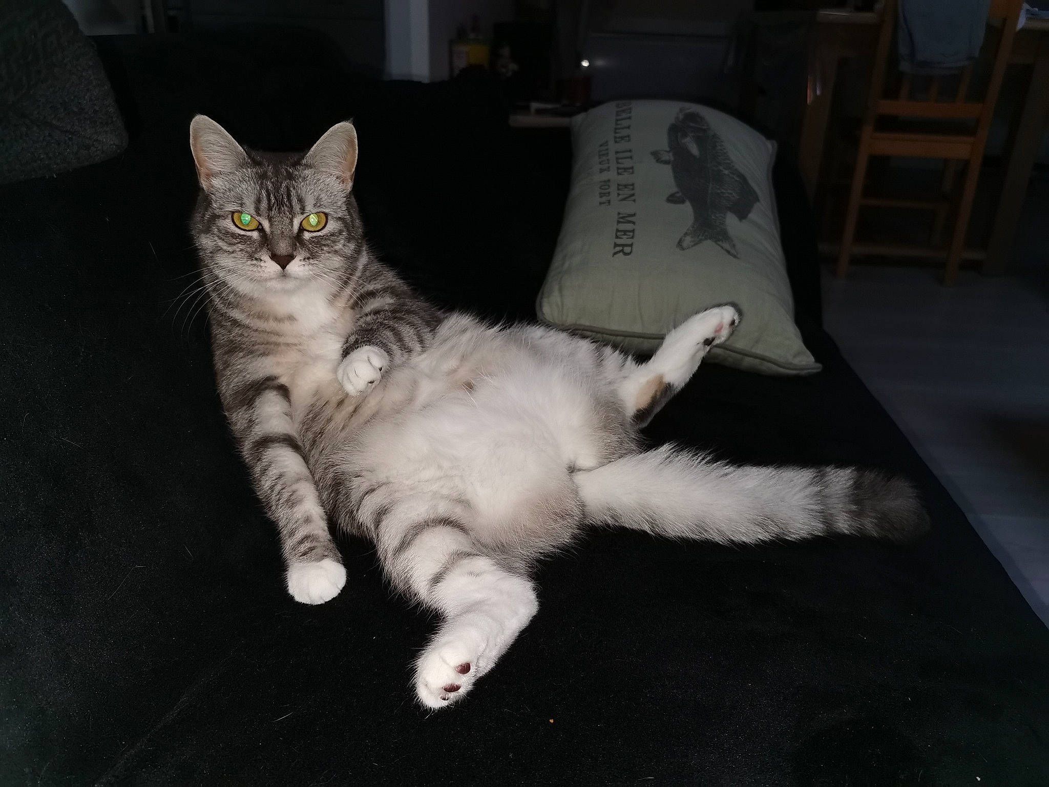 Leïa a rejoint le concours — aidez-le/la à gagner de superbes lots ! bed, carnivore, cat, chair, claw, comfort, domestic_short_haired_cat, eye, fawn, felidae, flooring, fur, furniture, grey, paw, room, small_to_medium_sized_cats, snout, tail, whiskers