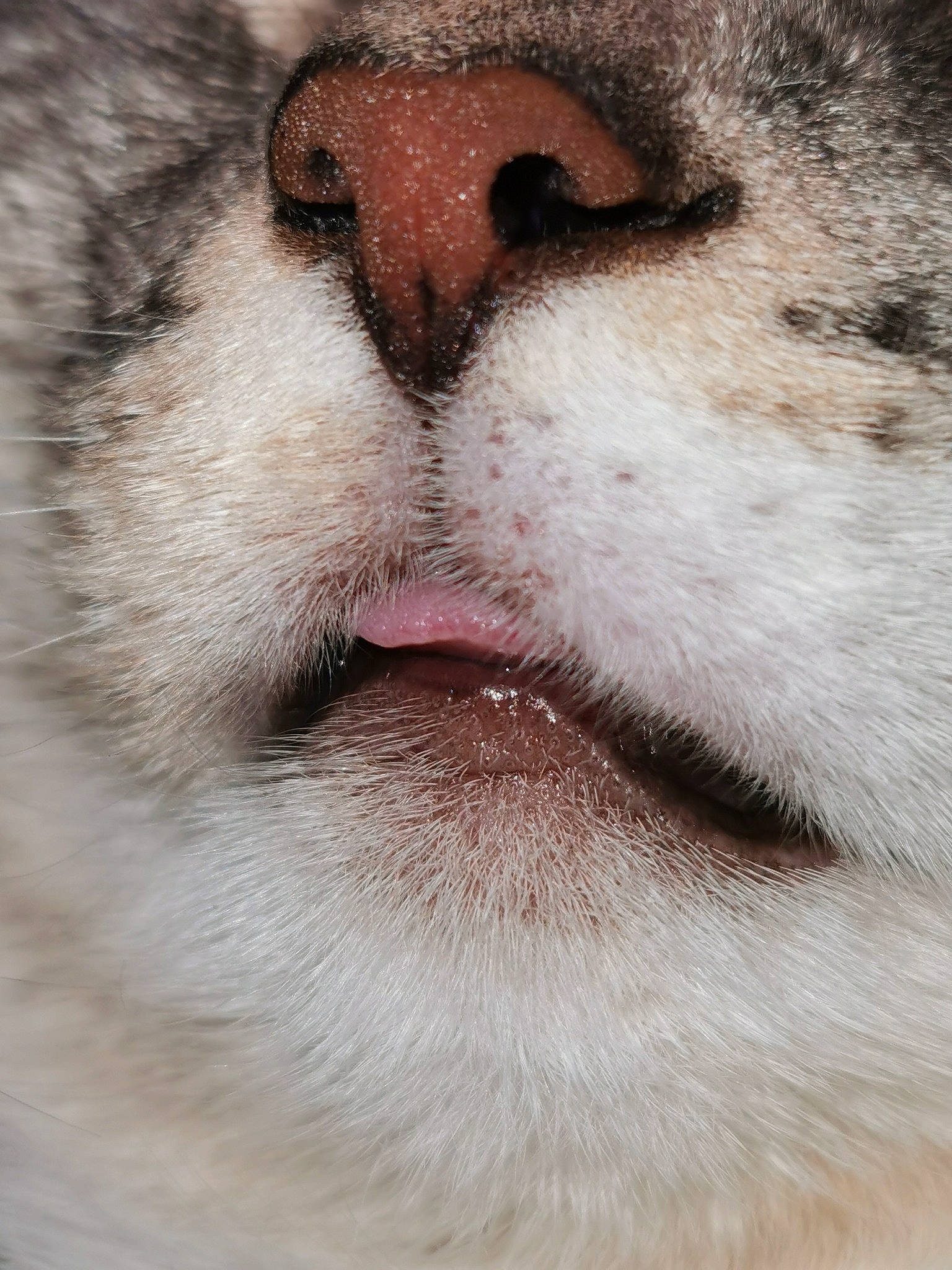 Leïa a rejoint le concours — aidez-le/la à gagner de superbes lots ! carnivore, cat, close_up, eyelash, fawn, felidae, fur, human_body, iris, nose, paw, small_to_medium_sized_cats, snout, terrestrial_animal, whiskers, wildlife