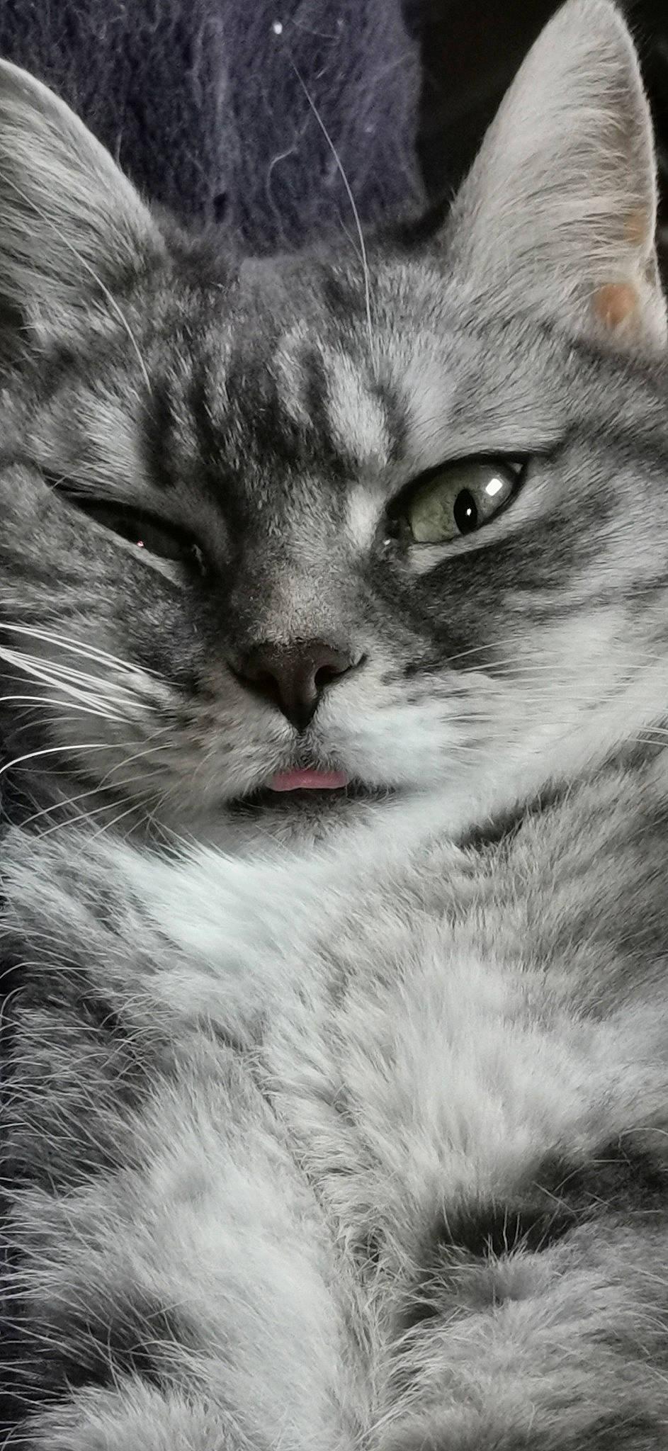 Leïa participe au concours pour gagner de l'argent avec cette photo : carnivore, cat, close_up, domestic_short_haired_cat, felidae, fur, grass, grey, iris, monochrome, monochrome_photography, paw, plant, small_to_medium_sized_cats, snout, terrestrial_animal, tree, whiskers, wildlife, window