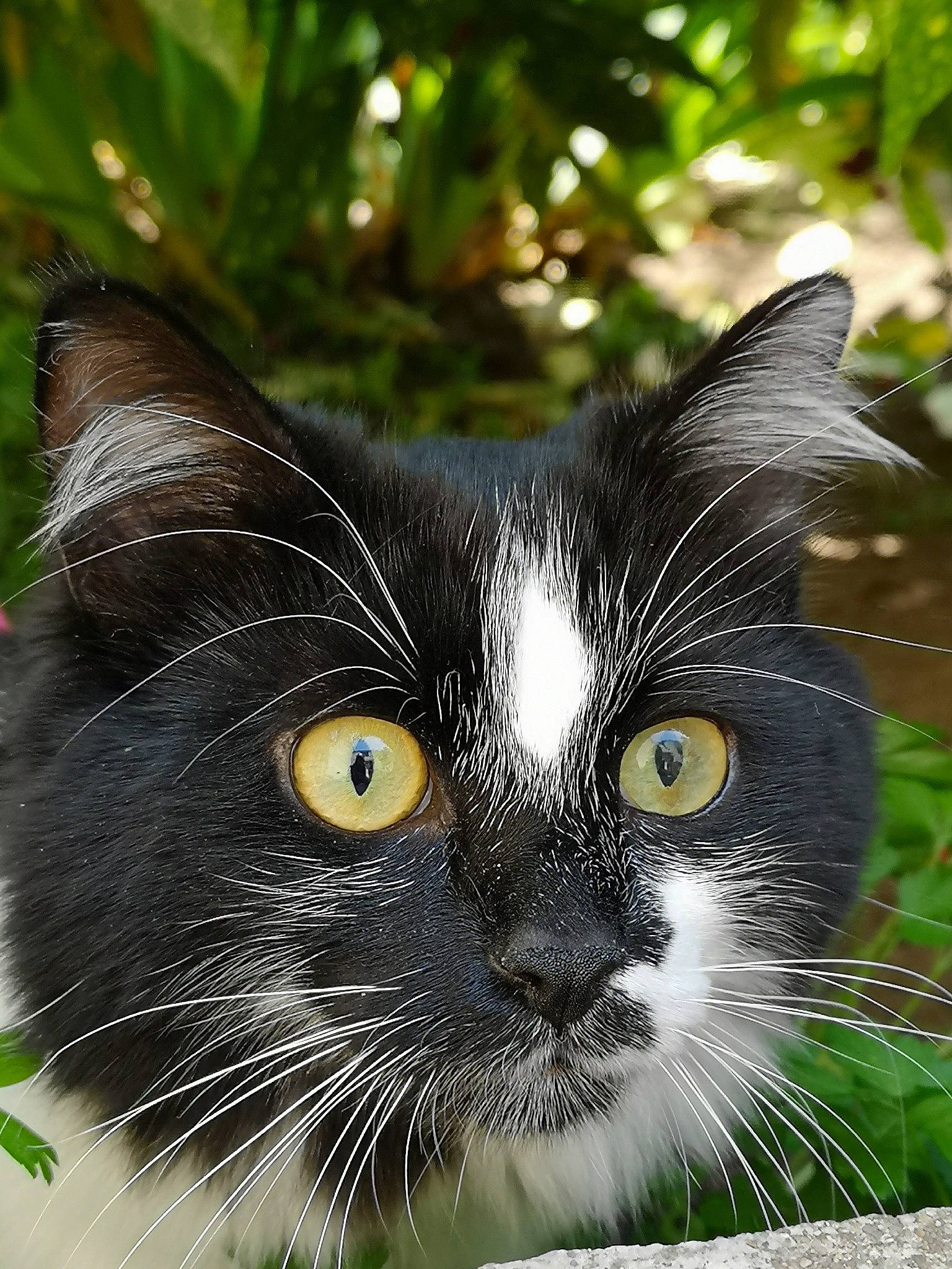 Nala participe au concours pour gagner de l'argent avec cette photo : black_cat, botany, carnivore, cat, close_up, domestic_short_haired_cat, eye, felidae, fur, grass, green, iris, mammal, norwegian_forest_cat, plant, small_to_medium_sized_cats, snout, tree, vertebrate, whiskers