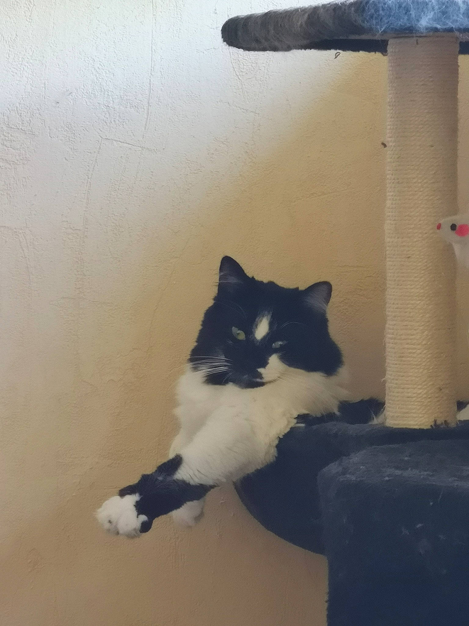 Nala a rejoint le concours — aidez-le/la à gagner de superbes lots ! aegean_cat, carnivore, cat, domestic_short_haired_cat, felidae, kitten, ojos_azules, polydactyl_cat, small_to_medium_sized_cats, snowshoe, tail, whiskers