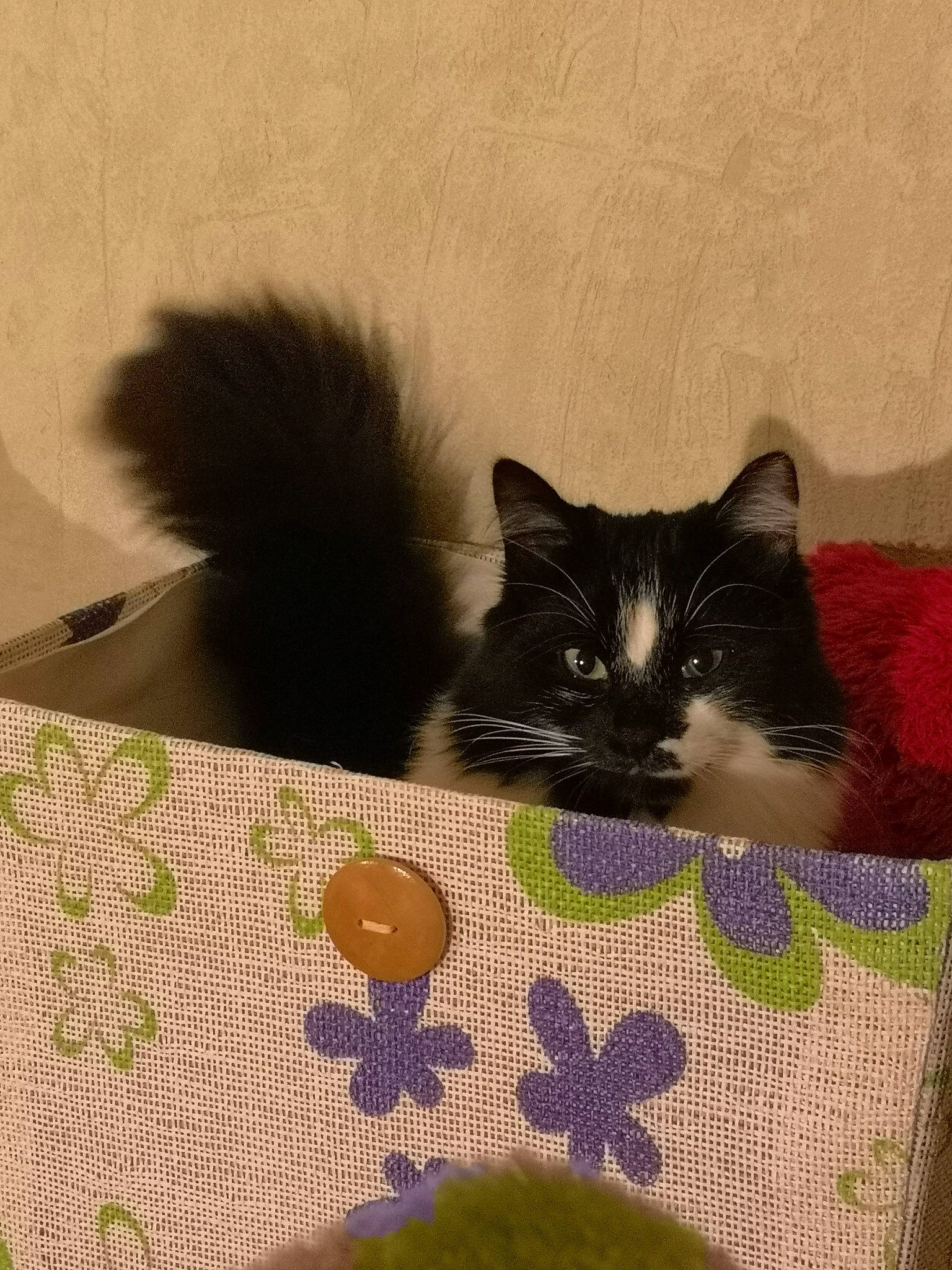 Nala a rejoint le concours — aidez-le/la à gagner de superbes lots ! black_cat, carnivore, cat, domestic_long_haired_cat, domestic_short_haired_cat, european_shorthair, felidae, fur, kitten, mammal, norwegian_forest_cat, persian, ragamuffin, small_to_medium_sized_cats, tail, whiskers