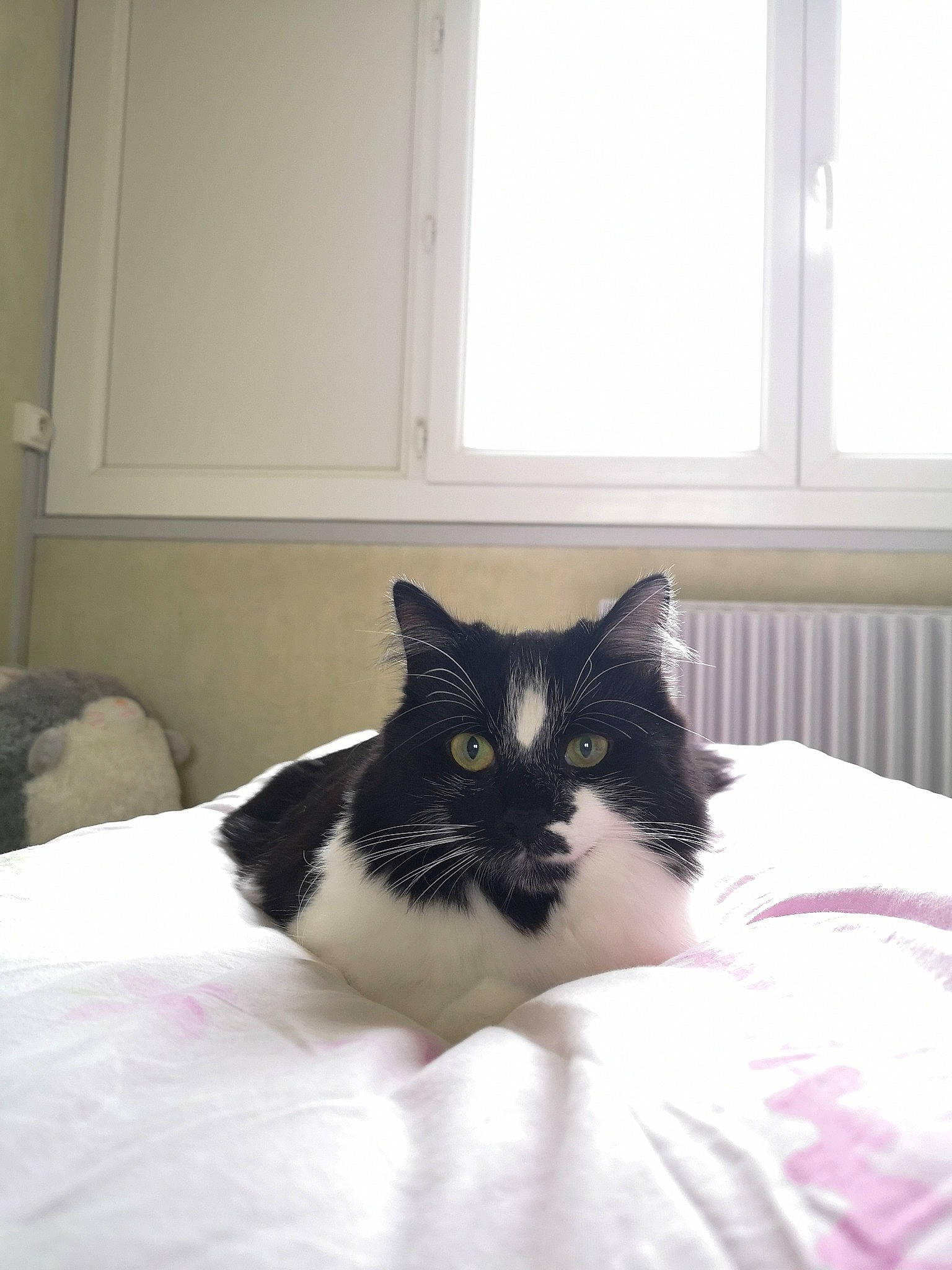 Nala a rejoint le concours — aidez-le/la à gagner de superbes lots ! bed, bed_sheet, bedroom, black_and_white, black_cat, carnivore, cat, comfort, domestic_long_haired_cat, domestic_short_haired_cat, felidae, fur, furniture, kitten, norwegian_forest_cat, room, small_to_medium_sized_cats, whiskers, white