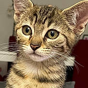 Romy a rejoint le concours — aidez-le/la à gagner de superbes lots ! cat, kitten, tabby, close_up, indoor, pet, feline, whiskers, ears, fur, animal, portrait, young, domestic, cute, eyes, face, sitting, background, household