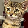 cat, kitten, tabby, close_up, indoor, pet, feline, whiskers, ears, fur, animal, portrait, young, domestic, cute, eyes, face, sitting, background, household