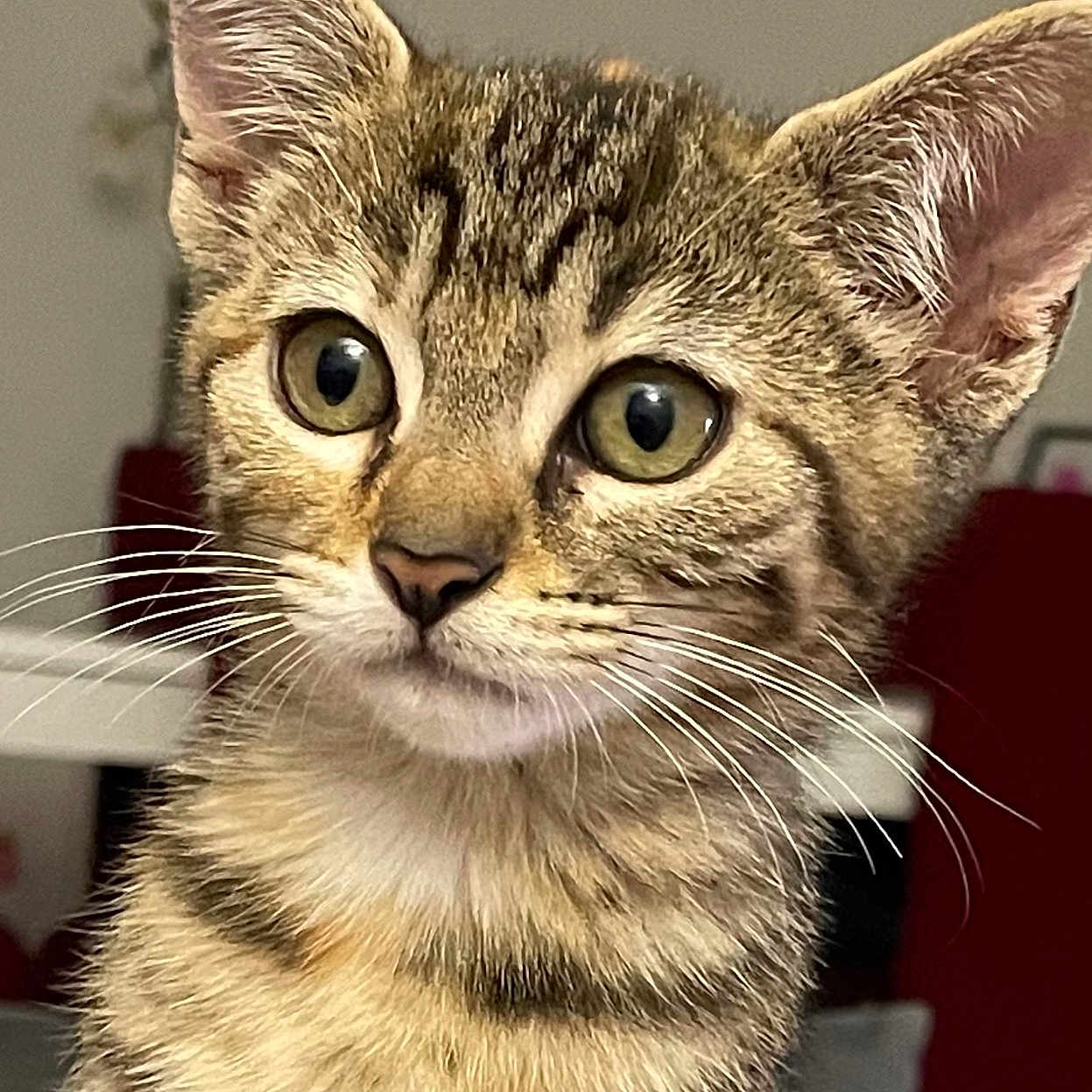 Romy a rejoint le concours — aidez-le/la à gagner de superbes lots ! animal, background, cat, close_up, cute, domestic, ears, eyes, face, feline, fur, household, indoor, kitten, pet, portrait, sitting, tabby, whiskers, young