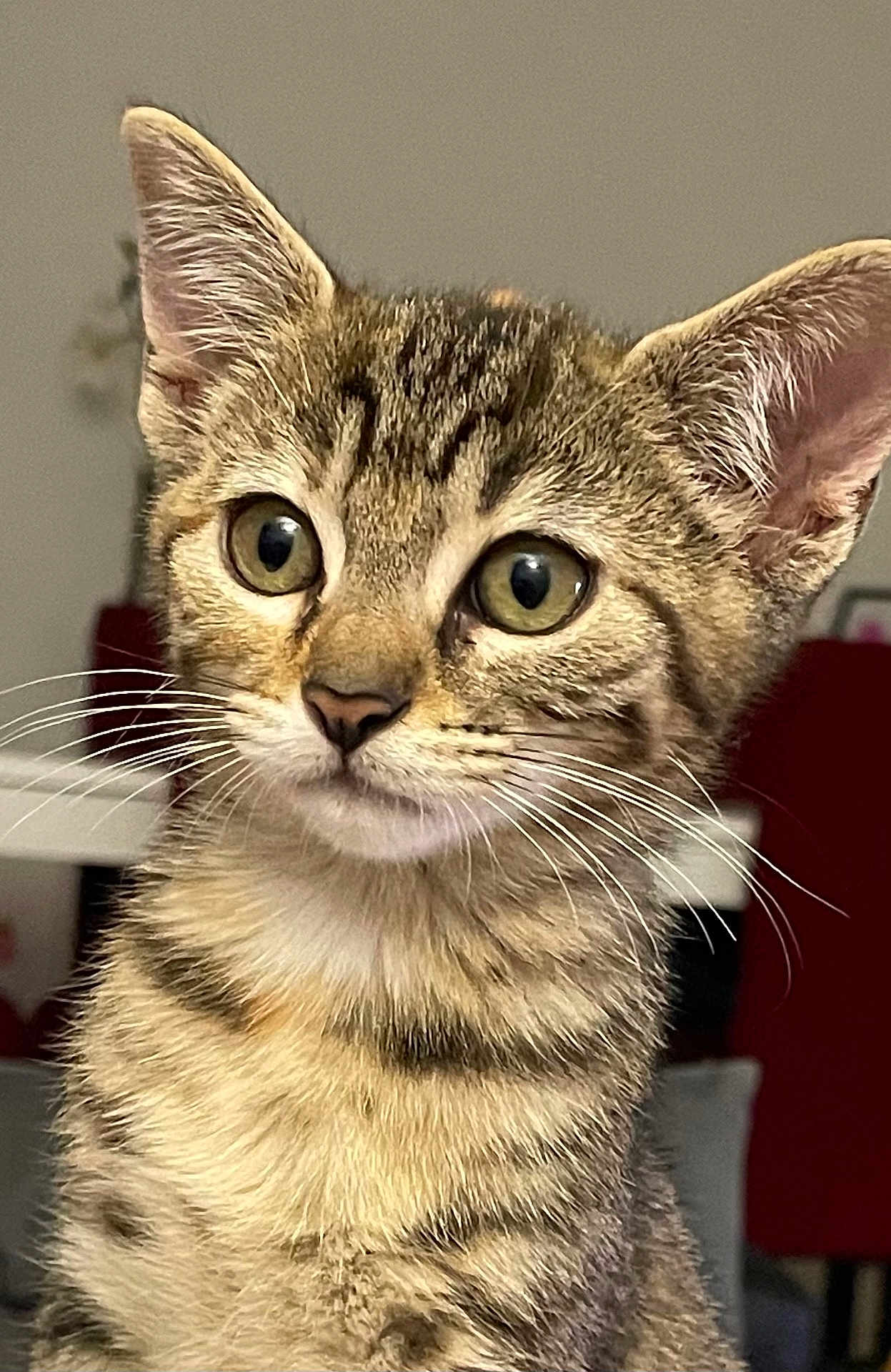 Romy a rejoint le concours — aidez-le/la à gagner de superbes lots ! cat, kitten, tabby, close_up, indoor, pet, feline, whiskers, ears, fur, animal, portrait, young, domestic, cute, eyes, face, sitting, background, household