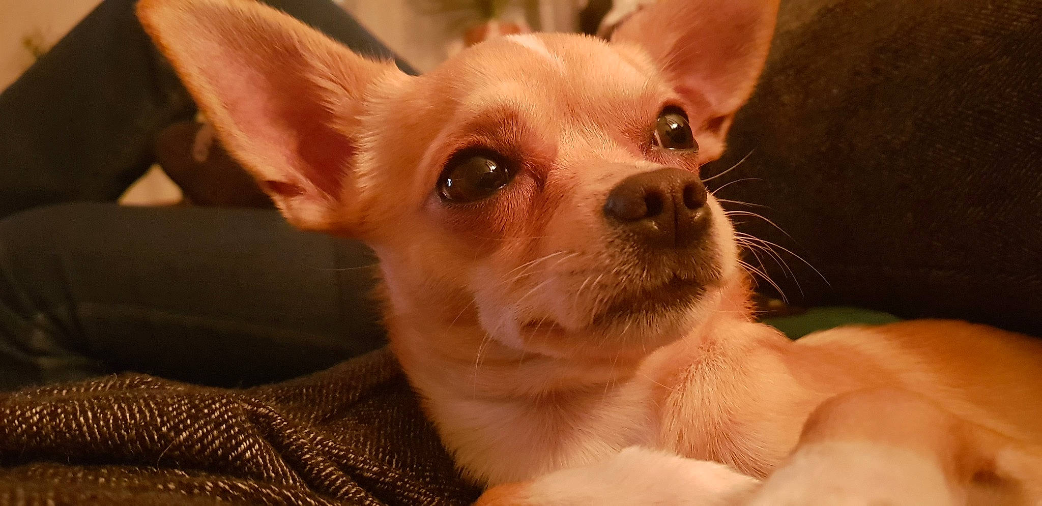 Marlo participe au concours pour gagner de l'argent avec cette photo : canidae, carnivore, chihuahua, close_up, companion_dog, corgi_chihuahua, dog, dog_breed, ear, eye, fawn, head, mammal, nose, puppy, skin, snout, toy_dog, vertebrate, whiskers