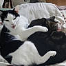 Sushi a rejoint le concours — aidez-le/la à gagner de superbes lots ! animal, bed, black_and_white_cat, blanket, cat, close_up, companion, cozy, cuddling, cute, domestic_animal, feline, fur, indoor, paw, pet, resting, sleeping, tabby_cat, whiskers