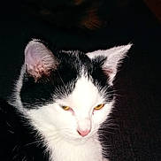 Sushi a rejoint le concours — aidez-le/la à gagner de superbes lots ! animal, black_and_white, cat, closeup, cute, dark_background, domestic_cat, ears, feline, fur, indoor, mysterious_light, paw, pet, portrait, relaxed, resting, sleepy, whiskers, yellow_eyes