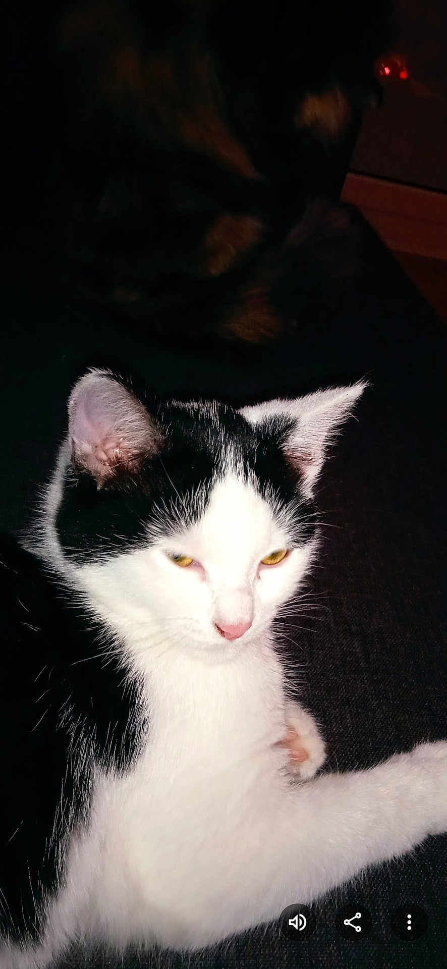 Sushi a rejoint le concours — aidez-le/la à gagner de superbes lots ! animal, black_and_white, cat, closeup, cute, dark_background, domestic_cat, ears, feline, fur, indoor, mysterious_light, paw, pet, portrait, relaxed, resting, sleepy, whiskers, yellow_eyes