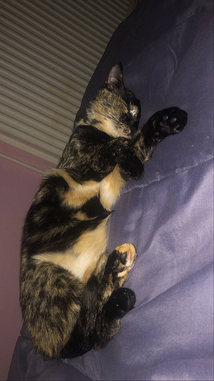 Dixie a rejoint le concours — aidez-le/la à gagner de superbes lots ! carnivore, cat, claw, comfort, darkness, domestic_short_haired_cat, felidae, foot, fur, human_leg, paw, small_to_medium_sized_cats, tail, terrestrial_animal, whiskers