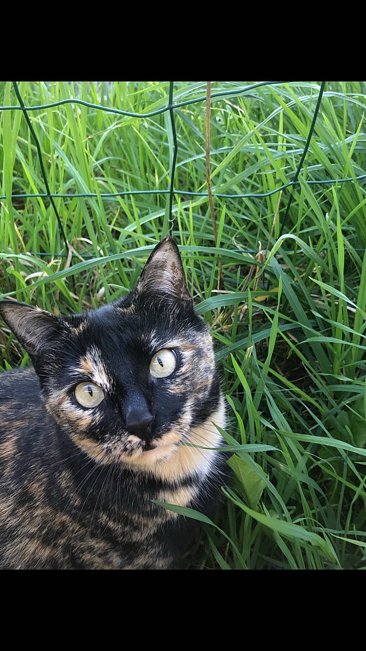 Dixie a rejoint le concours — aidez-le/la à gagner de superbes lots ! black_cat, carnivore, cat, domestic_short_haired_cat, eye, felidae, fur, grass, grass_family, grassland, groundcover, plant, small_to_medium_sized_cats, snout, soil, tail, terrestrial_animal, terrestrial_plant, tree, whiskers