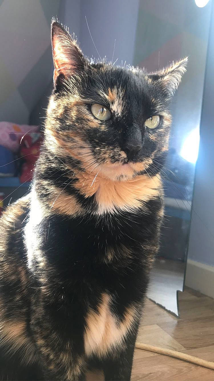 Dixie participe au concours pour gagner de l'argent avec cette photo : black_cat, carnivore, cat, claw, domestic_short_haired_cat, ear, eye, felidae, fur, paw, small_to_medium_sized_cats, snout, tail, terrestrial_animal, whiskers