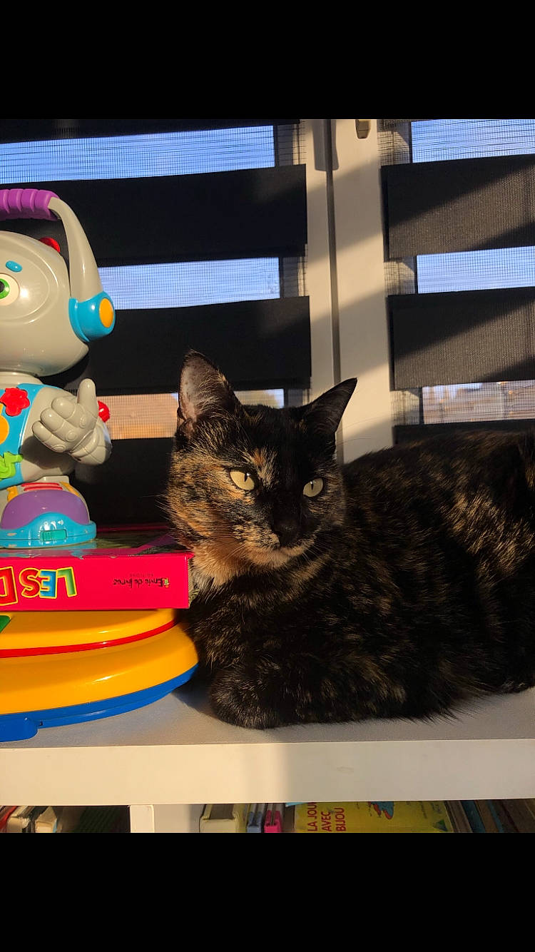 Dixie participe au concours pour gagner de l'argent avec cette photo : black_cat, box, carmine, carnivore, cat, cat_supply, comfort, domestic_short_haired_cat, felidae, fur, pet_supply, rectangle, room, small_to_medium_sized_cats, stuffed_toy, tail, toy, vertebrate, visual_arts, whiskers