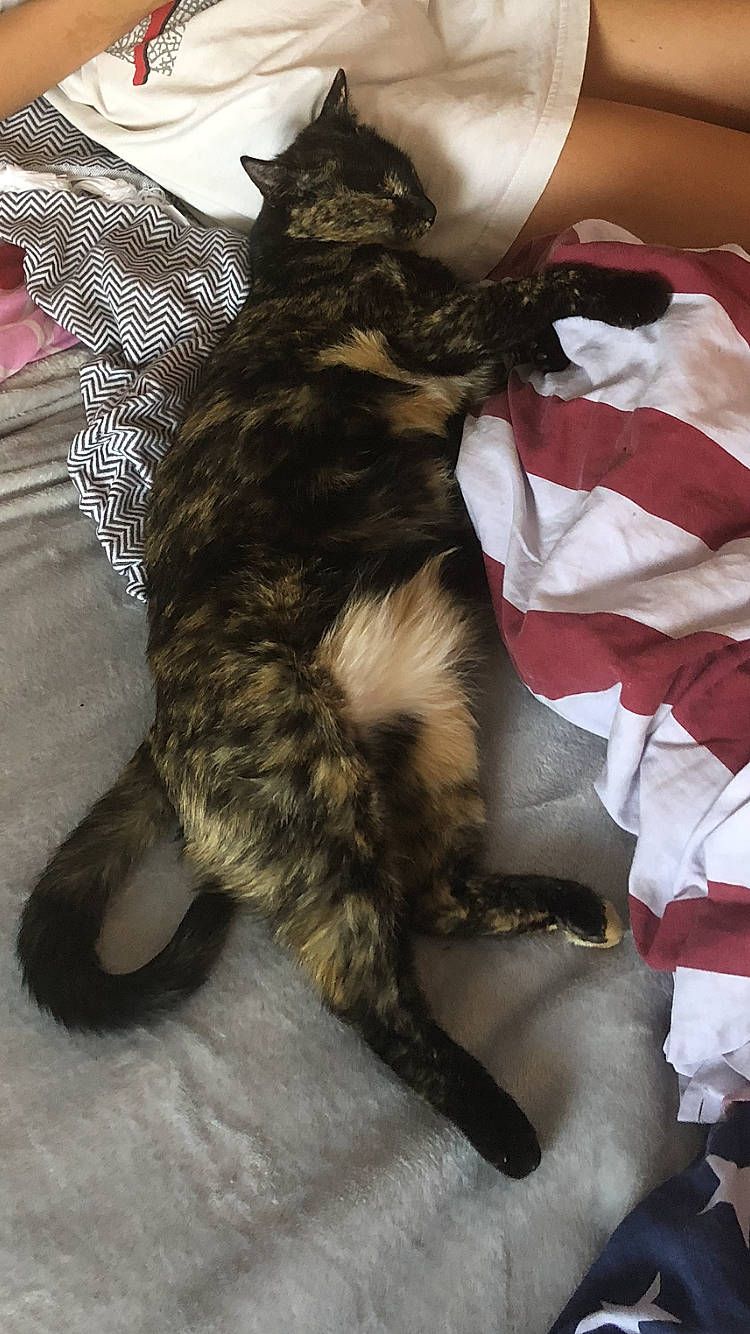 Dixie a rejoint le concours — aidez-le/la à gagner de superbes lots ! black_cat, canidae, carmine, carnivore, cat, claw, comfort, dog_breed, domestic_short_haired_cat, felidae, fur, human_leg, lap, nap, paw, sleep, small_to_medium_sized_cats, snout, tail, whiskers