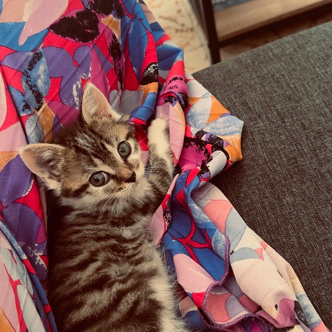 Ava participe au concours pour gagner de l'argent avec cette photo : alert, animal, cat, colorful, couch, cozy, curious, fabric, feline, indoor, kitten, patterned, pet, playful, resting, shelf, small, striped, tabby, young