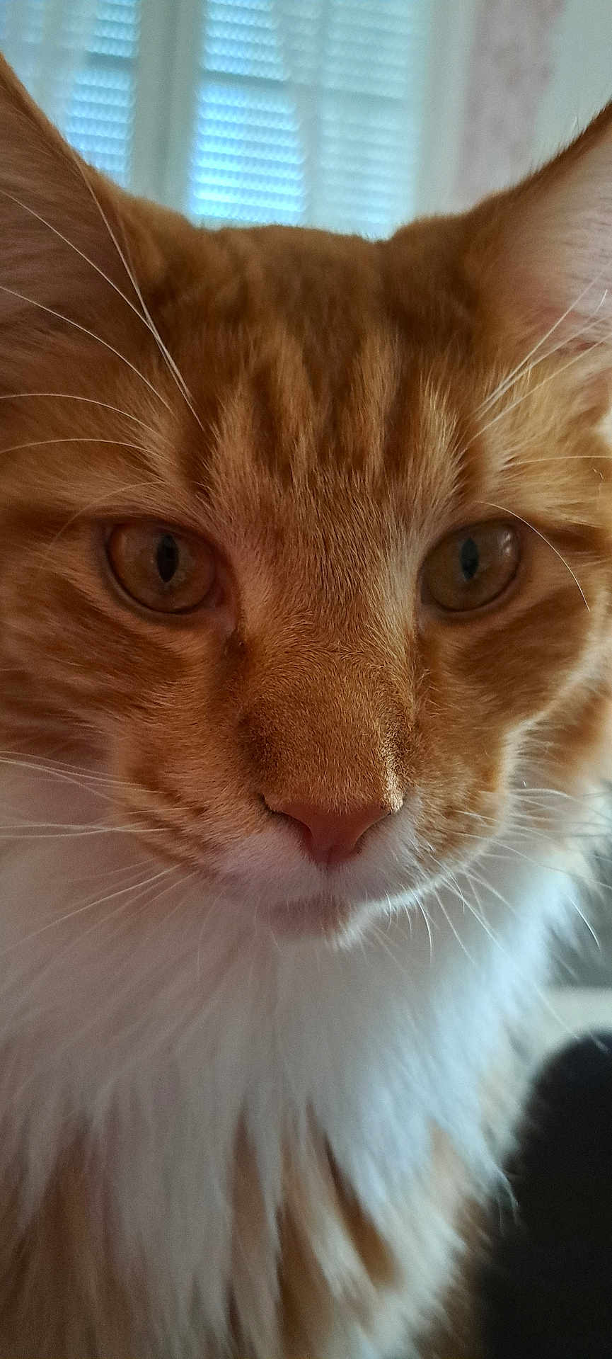 Vicking participe au concours pour gagner de l'argent avec cette photo : cat, orange_cat, close_up, whiskers, fur, pet, animal, indoor, eyes, face, nose, fluffy, muzzle, portrait, domestic_cat, feline, cute, soft_light, window, background