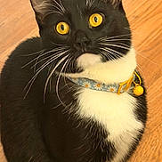 Luna joined the competition — help win amazing prizes! cat, tuxedo_cat, black_and_white, yellow_eyes, collar, bell, daisy_pattern, whiskers, pet, indoor, wooden_floor, sitting, curious, domestic_cat, animal, feline, close_up, cute, portrait, fur