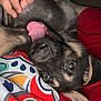 animal, canine, close_up, colorful_blanket, cozy, cute, dog, domestic_animal, fur, hand, indoor, lying_down, patterned_blanket, pet, playful, puppy, red_shirt, resting, tongue_out, young_dog