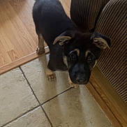 Chase is registered to the contest to win money with this photo: animal, black, brown, couch, curious, dog, dog_bed, ears, face, floor, fur, home, indoor, looking_up, pet, puppy, tile, toy, wood, young
