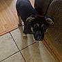 animal, black, brown, couch, curious, dog, dog_bed, ears, face, floor, fur, home, indoor, looking_up, pet, puppy, tile, toy, wood, young