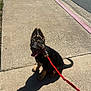Chase is registered to the contest to win money with this photo: animal, canine, collar, concrete, daylight, dog, ears_up, german_shepherd, happy, leash, outdoor, pavement, pet, puppy, shadow, sidewalk, street, sunny, tongue_out, walking