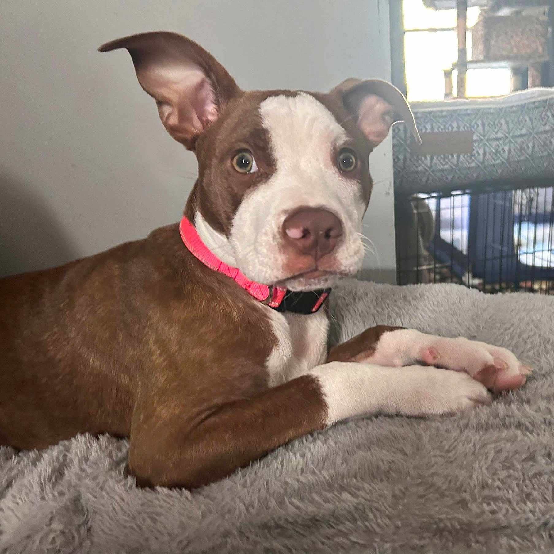 Sable joined the competition — help win amazing prizes! dog, puppy, brown, white, collar, pink_collar, laying_down, fluffy_blanket, indoor, pet, canine, ears, curious, resting, cozy, crate, window, furniture, animal, young_dog