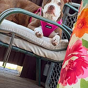 Sable is registered to the contest to win money with this photo: dog, brown_and_white, pink_harness, chair, cushion, porch, wooden_floor, outdoor, pet, canine, resting, curious, furniture, colorful_curtain, floral_pattern, relaxed, domestic_animal, animal, daylight, leisure
