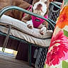 dog, brown_and_white, pink_harness, chair, cushion, porch, wooden_floor, outdoor, pet, canine, resting, curious, furniture, colorful_curtain, floral_pattern, relaxed, domestic_animal, animal, daylight, leisure