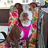 Sable joined the competition — help win amazing prizes! dog, brown, white, pink_harness, chair, floral_pattern, porch, outdoor, pet, canine, animal, sitting, looking, window, house, furniture, daylight, ears_up, cute, companion