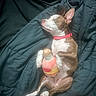 dog, sleeping, toy, blanket, brown_and_white, collar, paw, pet, cute, resting, indoor, cozy, fur, animal, relaxed, snuggled, soft_toy, human_foot, companion, domestic_animal