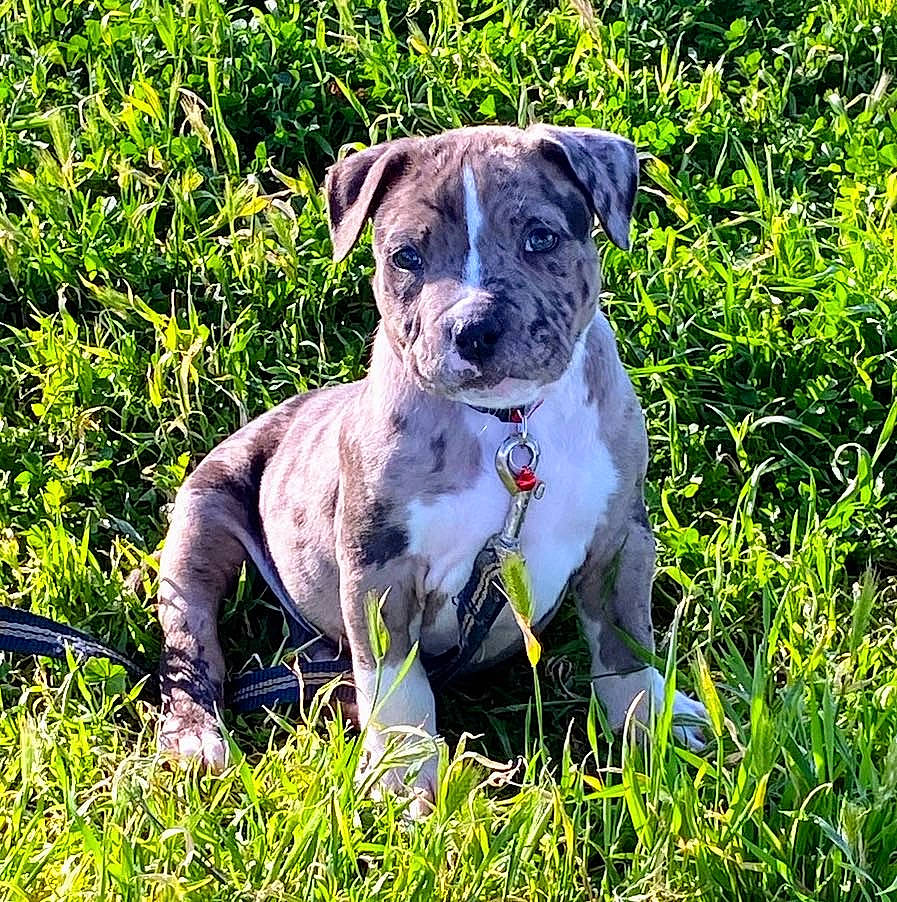 Raider joined the competition — help win amazing prizes! ancient_dog_breeds, annual_plant, art, canidae, carnivore, companion_dog, dog, dog_breed, fawn, grass, grassland, groundcover, non_sporting_group, people_in_nature, plant, snout, sporting_group, terrestrial_animal, working_animal, working_dog