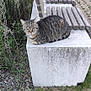 cat, tabby_cat, bench, concrete, outdoor, plants, grass, wild_vegetation, pavement, urban, resting, animal, feline, sidewalk, weed, nature, relaxed, gray, striped, quiet