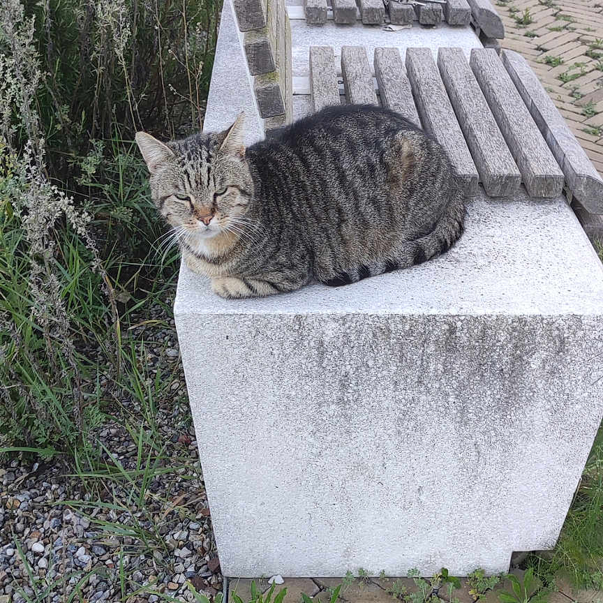 Lila Rose a rejoint le concours — aidez-le/la à gagner de superbes lots ! animal, bench, cat, concrete, feline, grass, gray, nature, outdoor, pavement, plants, quiet, relaxed, resting, sidewalk, striped, tabby_cat, urban, weed, wild_vegetation