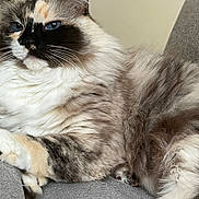 Primrose is registered to the contest to win money with this photo: cat, fluffy, blue_eyes, relaxed, lounging, multi_colored_fur, white_fur, gray_fur, black_fur, soft_surface, indoor, pet, animal, feline, closeup, whiskers, paw, ear, resting, cozy