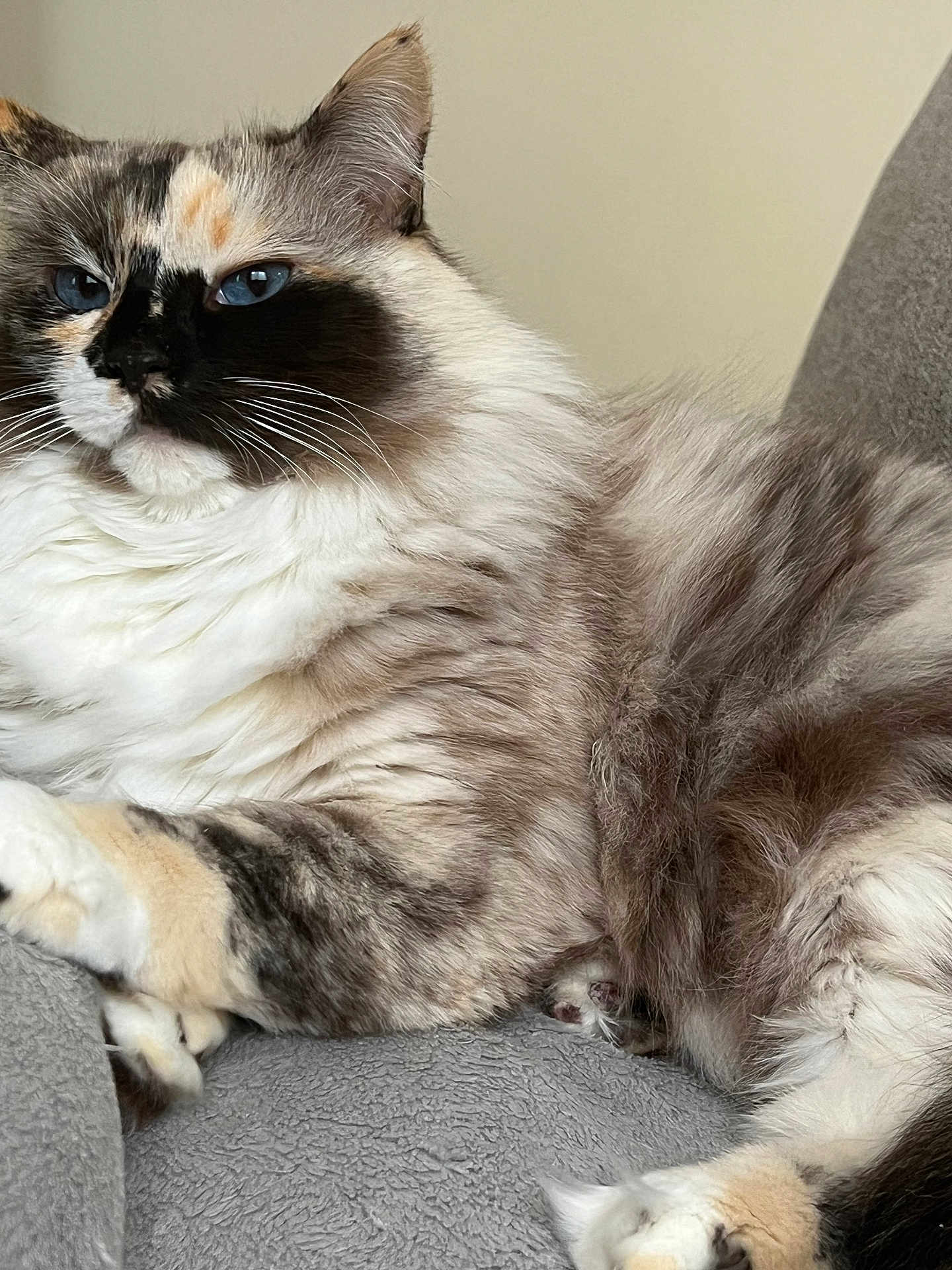 Primrose is registered to the contest to win money with this photo: cat, fluffy, blue_eyes, relaxed, lounging, multi_colored_fur, white_fur, gray_fur, black_fur, soft_surface, indoor, pet, animal, feline, closeup, whiskers, paw, ear, resting, cozy