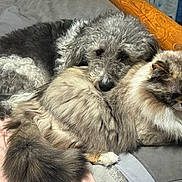 Shadow is registered to the contest to win money with this photo: dog, cat, fluffy, resting, bed, blanket, cozy, cute, pet, animal, fur, indoor, comfortable, friendship, sleepy, napping, domestic, companion, relaxing, cute_animals