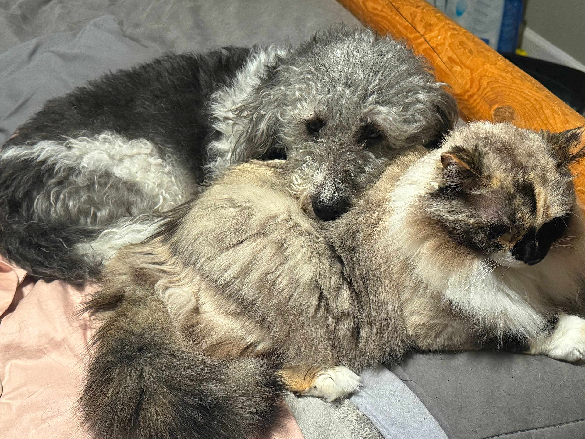 Shadow is registered to the contest to win money with this photo: dog, cat, fluffy, resting, bed, blanket, cozy, cute, pet, animal, fur, indoor, comfortable, friendship, sleepy, napping, domestic, companion, relaxing, cute_animals