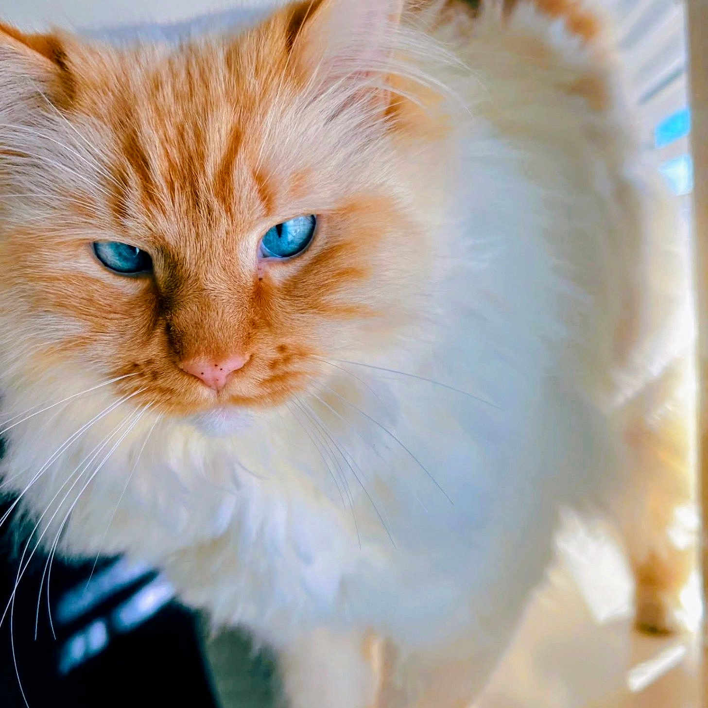 Ollie