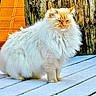 Ollie joined the competition — help win amazing prizes! cat, fluffy, white_cat, orange_cat, snow, wooden_deck, wood_stump, orange_crate, outdoor, pet, animal, winter, fur, sitting, nature, cold, feline, portrait, daylight, closeup