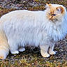 Ollie is registered to the contest to win money with this photo: cat, fluffy, cream_fur, orange_fur, blue_eyes, outdoor, grass, gravel, standing, animal, pet, mammal, nature, feline, long_hair, tail, whiskers, ears, curious, alert